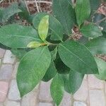 Ficus americana Leaf