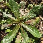 Hypochaeris glabra Blad