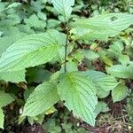 Cornus rugosa Blatt