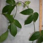 Dalechampia websteri Otro