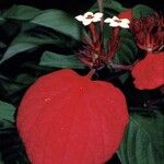 Mussaenda erythrophylla Flor