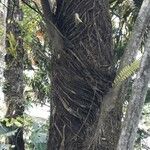 Arenga undulatifolia Bark