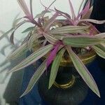 Tradescantia spathaceaبرگ