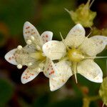 Saxifraga tricuspidata Květ