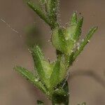 Veronica verna Fruit