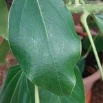 Oreopanax nymphaeifolius Hoja