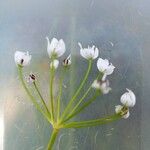 Allium subhirsutum Цветок
