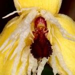 Bulbophyllum hexarhopalon