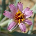 Nicolletia occidentalis Cvet