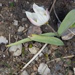 Tulipa biflora Hàbitat