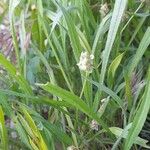 Plantago ovata その他の提案