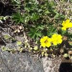 Potentilla tabernaemontaniBlüte