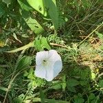 Calystegia sepiumЦветок