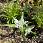 Leontopodium kurilense Flower