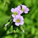 Oxalis latifoliaÇiçek