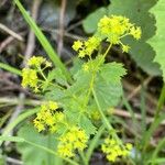 Alchemilla glabra Pokrój