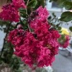 Lagerstroemia indicaFloare