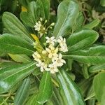 Pittosporum tobiraFlower