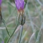 Xeranthemum cylindraceum Flor