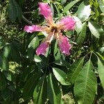 Ceiba speciosa Flower