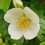 Philadelphus inodorus Květ