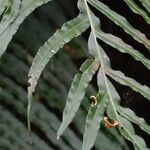 Blechnum gibbum Feuille