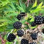 Rubus nemoralisVrucht