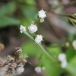 Ageratina riparia Květ