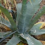 Agave salmiana Habit