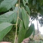 Prunus cerasoides Leaf