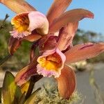 Cattleya forbesii Flower