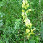 Polygala flavescens फूल