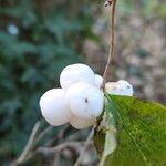 Symphoricarpos albus Fruit