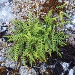 Asplenium foreziense Fuelha