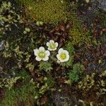 Saxifraga muscoides Bloem