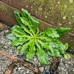 Erigeron floribundus Агульны выгляд