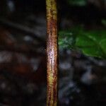 Dryopteris pentheri Blatt