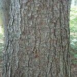 Picea abies 树皮