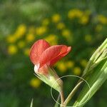 Lathyrus sphaericus 花