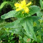 Hypericum grandifolium Lapas