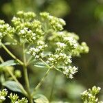 Stevia ovata Fleur