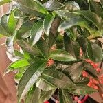 Ardisia crenata Foglia