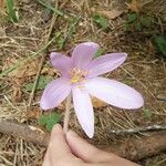 Colchicum multiflorumBlomst