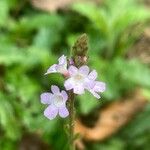 Verbena officinalis Fula