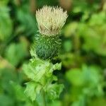 Cirsium oleraceumŽiedas