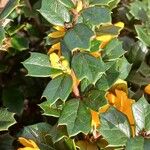 Berberis darwinii Hoja