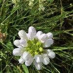 Prunella laciniata Blomma