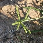 Dactyloctenium aegyptium 花