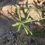 Dactyloctenium aegyptium Blüte