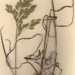 Bromus secalinus Plante entière